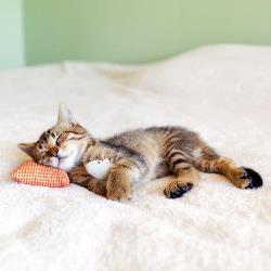 אימוץ חיית מחמד בגיל השלישי