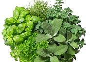 צמחי מרפא לסוכרת לגיל השלישי