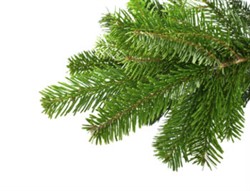 כיצד נשמור על הסביבה שלנו? בעזרת הדברה ירוקה!